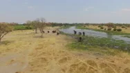 Aerial Shot Of Elephants Drinking At A River In The Okavango Delta Stock Footage