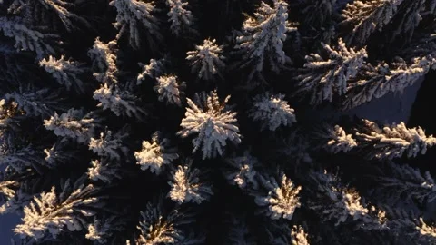 Aerial shot elevation above snow covered fir trees Video stock 295946161