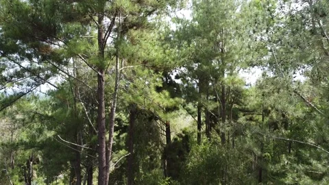 Aerial Shot Emerging From Pine Trees Stock Footage 169131521