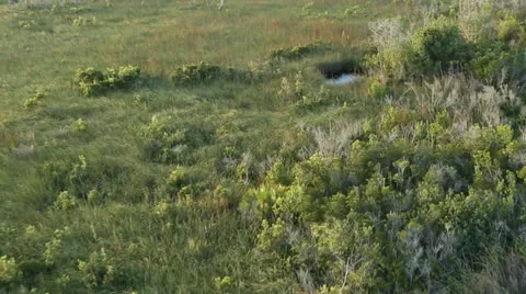 Aerial Shot of Everglades Grasslands Stock Footage 26149953
