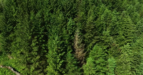 Aerial shot of a evergreen forest Stock Footage 336927900