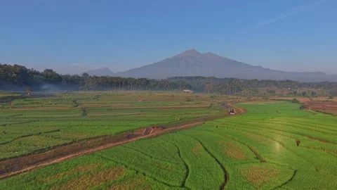 Aerial shot of expansive rice fields with winding creek and mountain backdrop. Stock Footage 340322495
