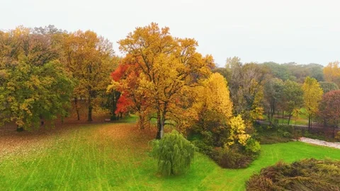 Aerial Shot of Fall Foilage. Yellow and Red Leaves on Trees Stock Footage 254435136
