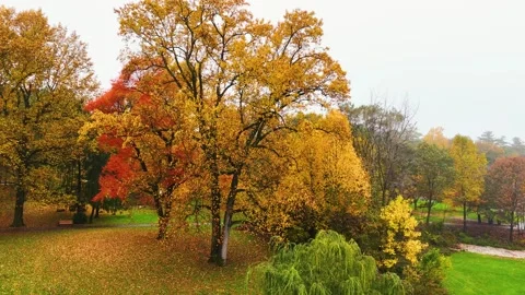 Aerial Shot of Fall Foilage. Yellow and Red Leaves on Trees with Green Grass Stock Footage 254435167