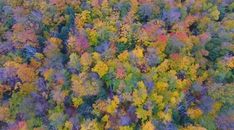 Aerial Shot of Fall Foliage Stockbeeldmateriaal 69040967