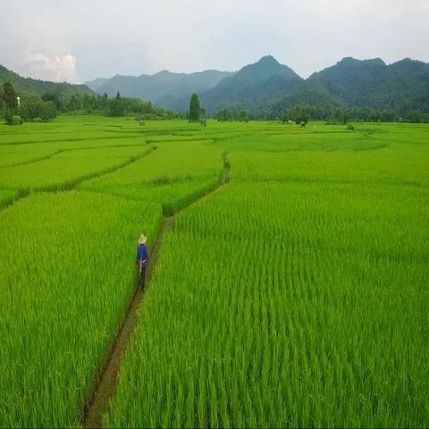 Aerial shot of Farmer walking in to rice field plantation Stock Footage