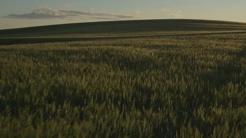 Aerial shot of a field at sunset 動画素材 76237214