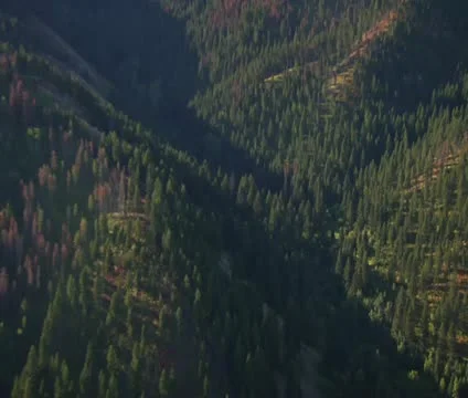 Aerial shot of fields and forests with dead trees Video stock 21480137