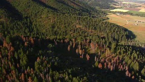 Aerial shot of fields and forests with dead trees Stock Footage 75097802