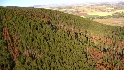 Aerial shot of fields and forests with dead trees Stock Footage 75097806
