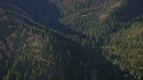 Aerial shot of fields and forests with dead trees Stock Footage 75097946