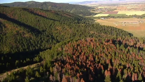 Aerial shot of fields and forests with dead trees Stock Footage 75098327