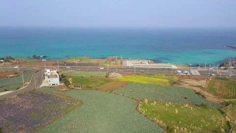 Aerial shot of fields, beach and seaside village,Jeju Island,South Korea Stock Footage 245953547