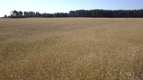 Aerial shot of fields full of weeds just before harvesting. Video stock 91401041