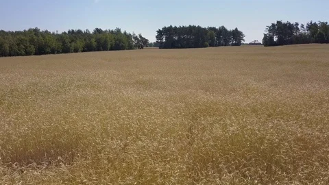 Aerial shot of fields full of weeds just before harvesting. Stock-Footage 91401254