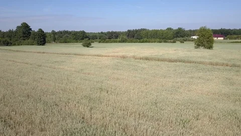 Aerial shot of fields full of weeds just before harvesting. Stock Footage 91401516