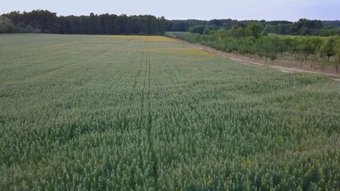Aerial shot of fields full of weeds just before harvesting. Stock-Footage 91402895