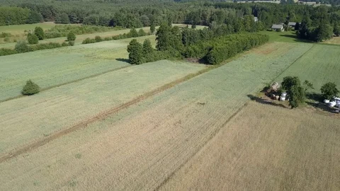 Aerial shot of fields full of weeds just before harvesting. Video stock 91406208