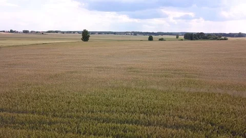 Aerial shot of fields full of weeds just before harvesting. Stock Footage 91510894