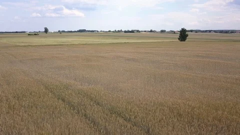 Aerial shot of fields full of weeds just before harvesting. 動画素材 91511076