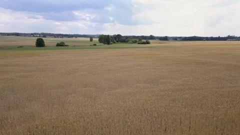 Aerial shot of fields full of weeds just before harvesting. Video stock 91511401