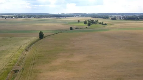 Aerial shot of fields full of weeds just before harvesting. Video stock 91513686
