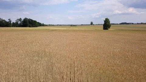 Aerial shot of fields full of weeds just before harvesting. 스톡 동영상 91513869