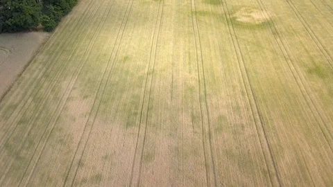 Aerial shot of fields full of weeds just before harvesting. Video stock 91514789
