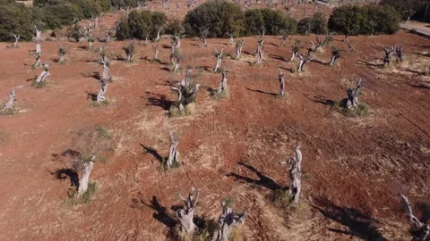 Aerial shot in the fields of Salento olive trees exterminated by the coffee para Stock Footage 194559642
