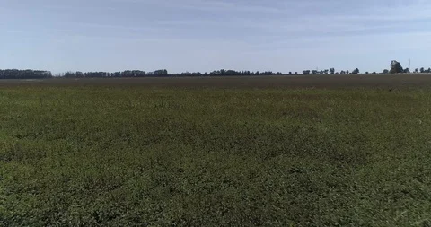 Aerial shot of fields of wheat and rabs Stock Footage 124858115