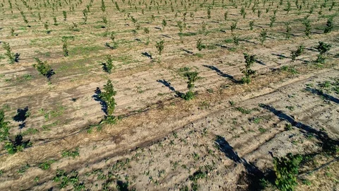 Aerial shot: Fields of young hazelnut trees. 4k Видео 104824069
