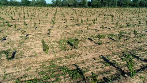 Aerial shot: Fields of young hazelnut trees. 4k Stockbeeldmateriaal 104824145
