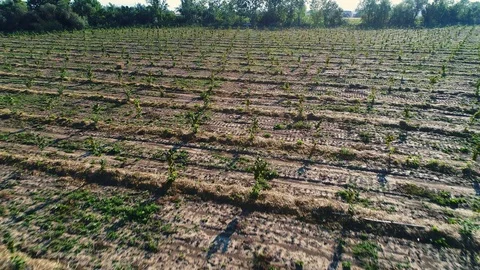 Aerial shot: Fields of young hazelnut trees. 4k Видео 104824255