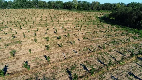 Aerial shot: Fields of young hazelnut trees. 4k Stock Footage 104824503