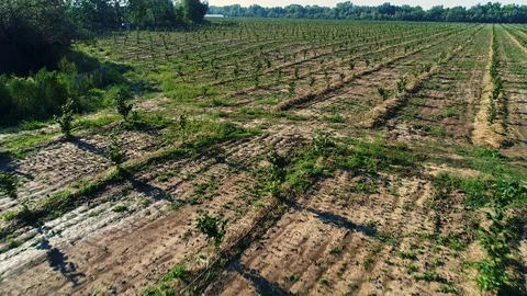 Aerial shot: Fields of young hazelnut trees. 4k Stockbeeldmateriaal 104824581