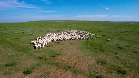 Aerial Shot of Flat Grassland Large Flock Sheep Grazing Inner Mongolia China Stock Footage 337948623