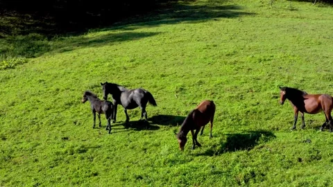 Aerial Shot of Flat Green Grass Slope Multiple Horses Grazing Inner Mongolia Stock-Footage 337948912