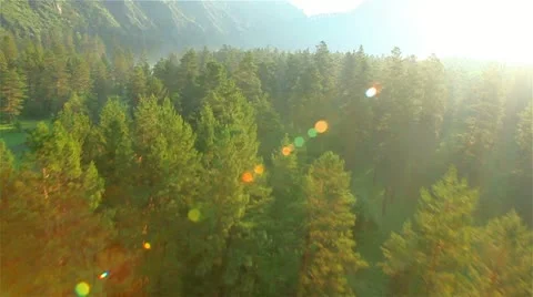Aerial Shot: Flight over beautiful forest in sunny day. Stock Footage