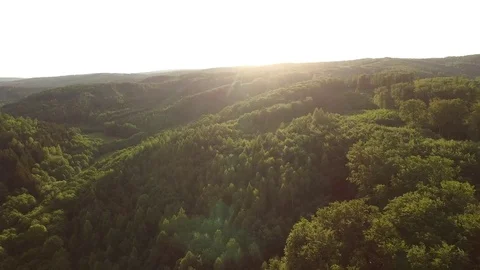 Aerial shot: flight over forest at sunset. Stock Footage 76573555