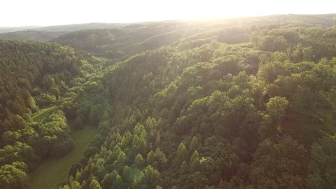 Aerial shot: flight over forest at sunset. Stock Footage 76573660