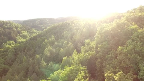 Aerial shot: flight over forest at sunset. Stock Footage 76573716