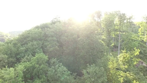 Aerial shot: flight over forest at sunset. Stock Footage 76573770