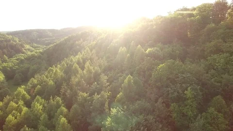Aerial shot: flight over forest at sunset. Stock Footage 76573776