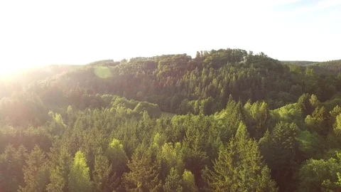 Aerial shot: flight over forest at sunset. Stock Footage 76573834