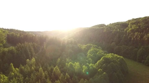 Aerial shot: flight over forest at sunset. Stock Footage 76573839