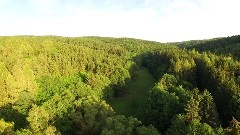 Aerial shot: flight over forest at sunset. Stock Footage 76573877