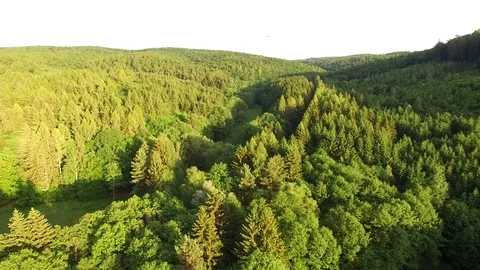 Aerial shot: flight over forest at sunset. Stock Footage 76573931