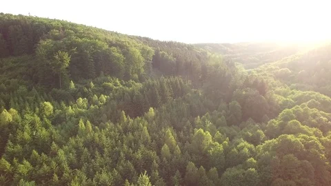 Aerial shot: flight over forest at sunset. Stock Footage 76573967