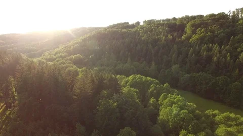 Aerial shot: flight over forest at sunset. Stock Footage 76573981