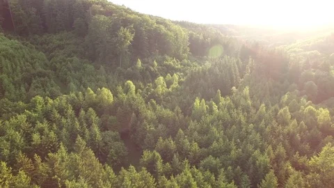 Aerial shot: flight over forest at sunset. Stock Footage 76574013